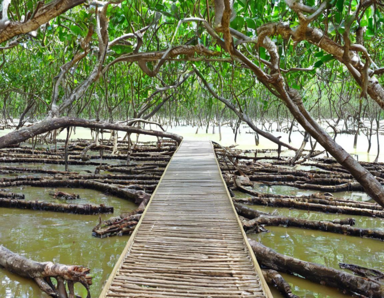 Apa itu Wisata Mangrove Lembar?