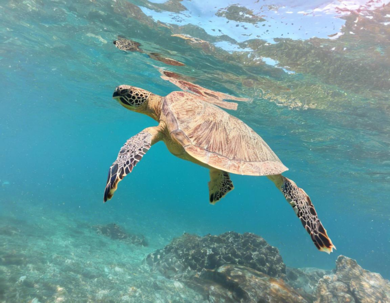 Mengapa Gili Meno Adalah Surga Snorkeling untuk Penyu?