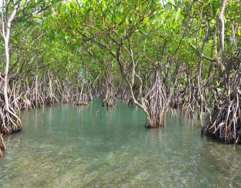 Menjelajahi Keindahan Hutan Bakau di Lombok Barat